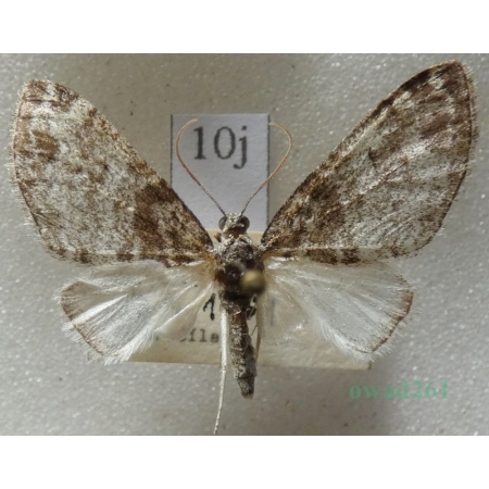 Lobophora halterata (Hufnagel, 1767) Płatynka osikówka Czech10j